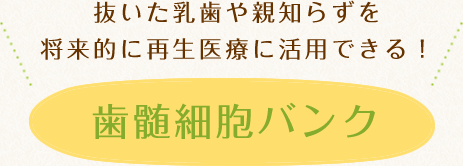 抜いた乳歯や親知らずを将来的に再生医療に活用できる！歯髄細胞バンク